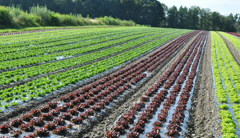 Horticulture Fruit Farm