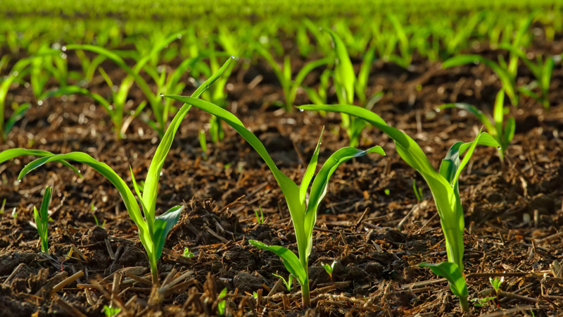 Natural-Farming-Project