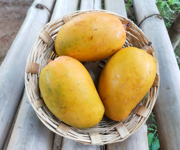 Mango
