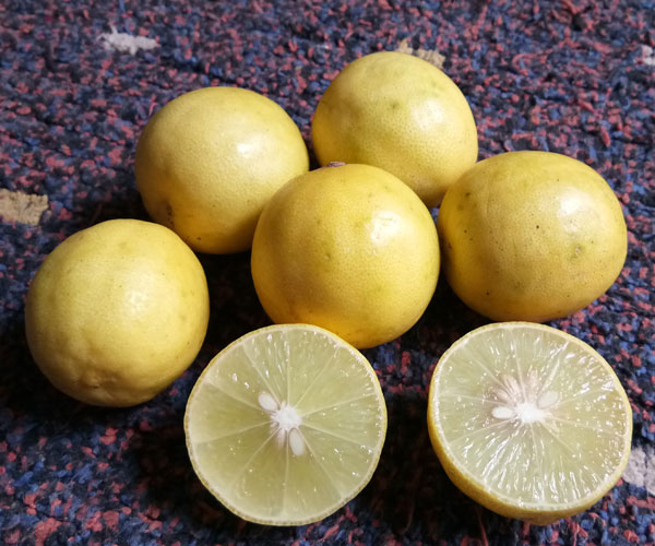 Lemon