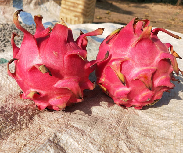 dragon-fruit