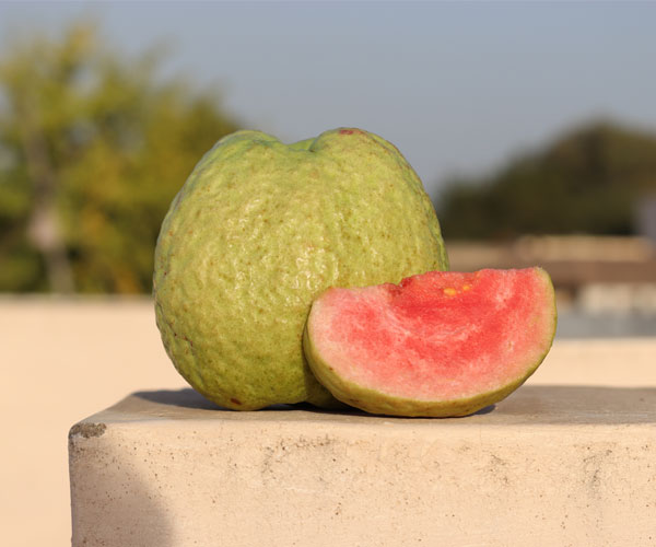 Guava