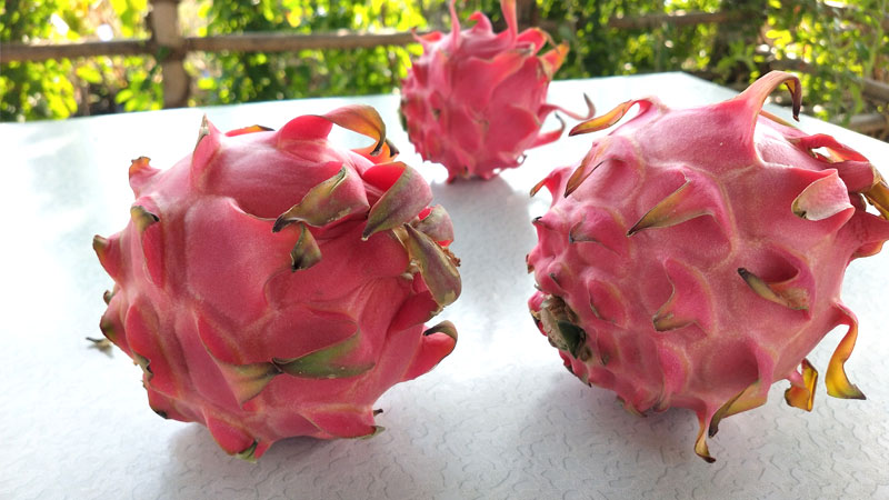 dragon-fruit