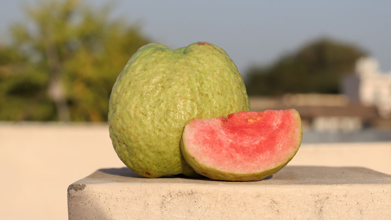 Guava