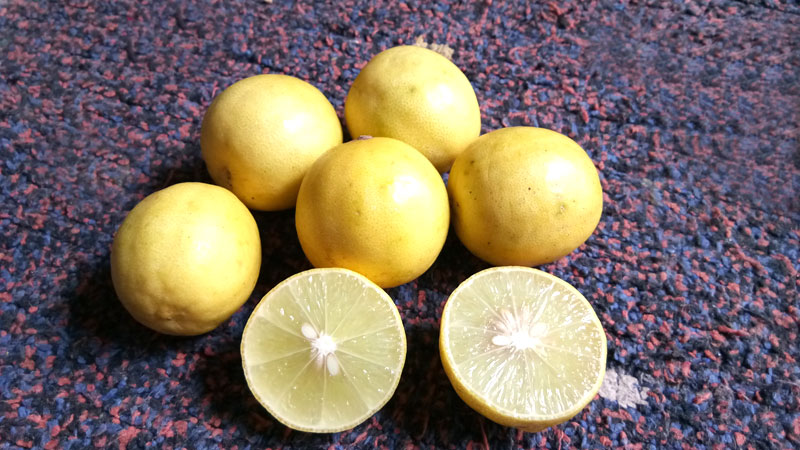 Lemon