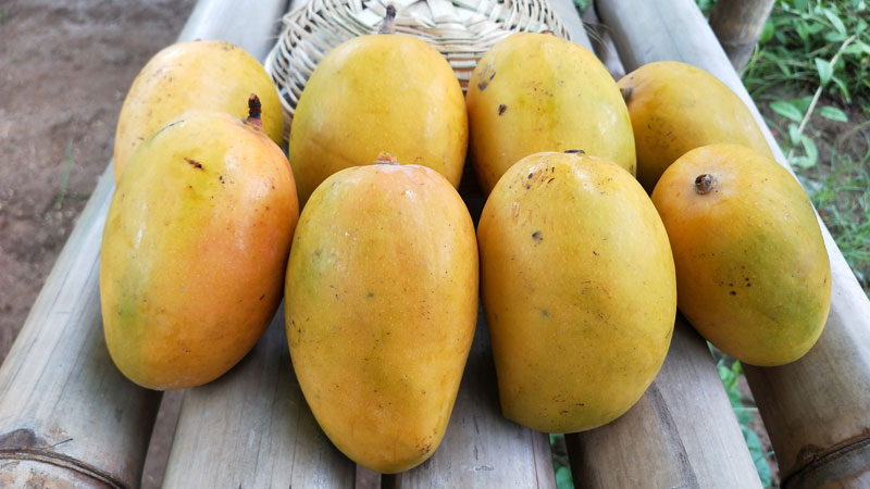 Mango